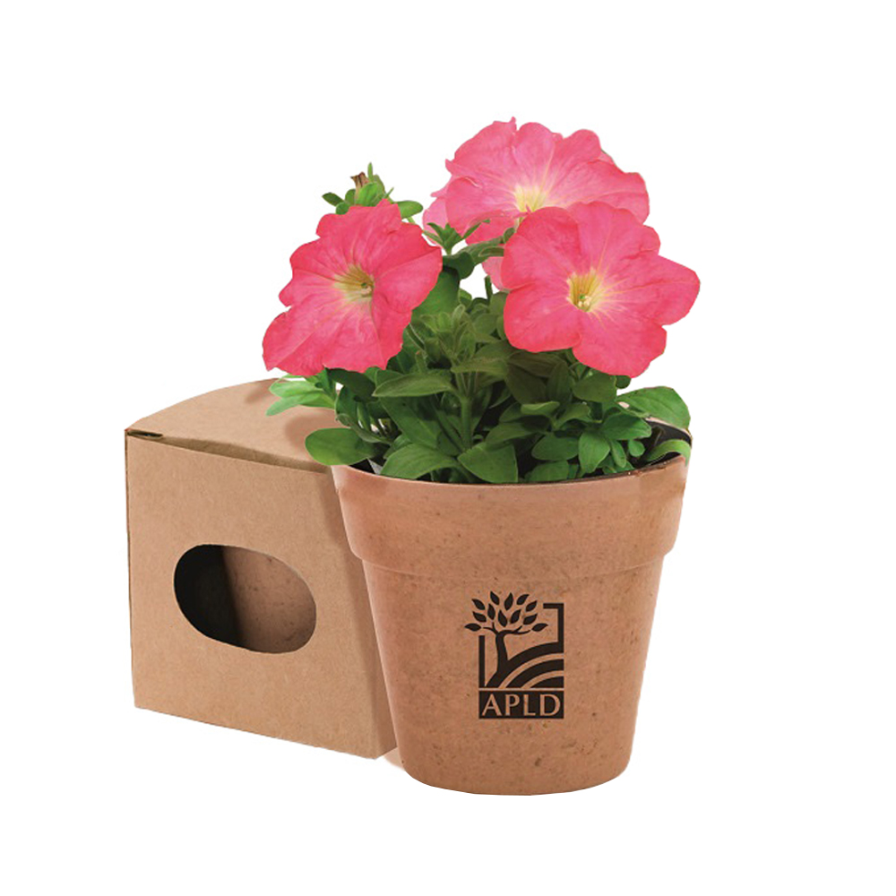 Flower pot with petunia seeds